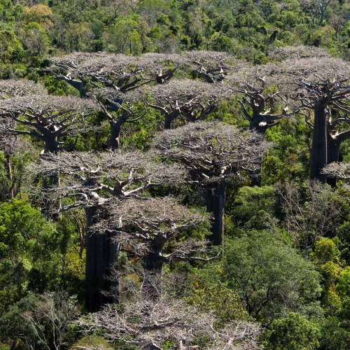 Morondava